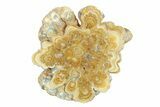 Clearance: Polished Aragonite Stalactite Slices & Sections - Pieces #288581-2
